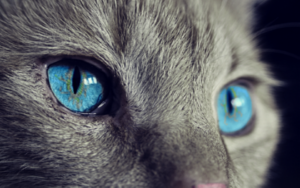 Vision animale: les yeux du chat