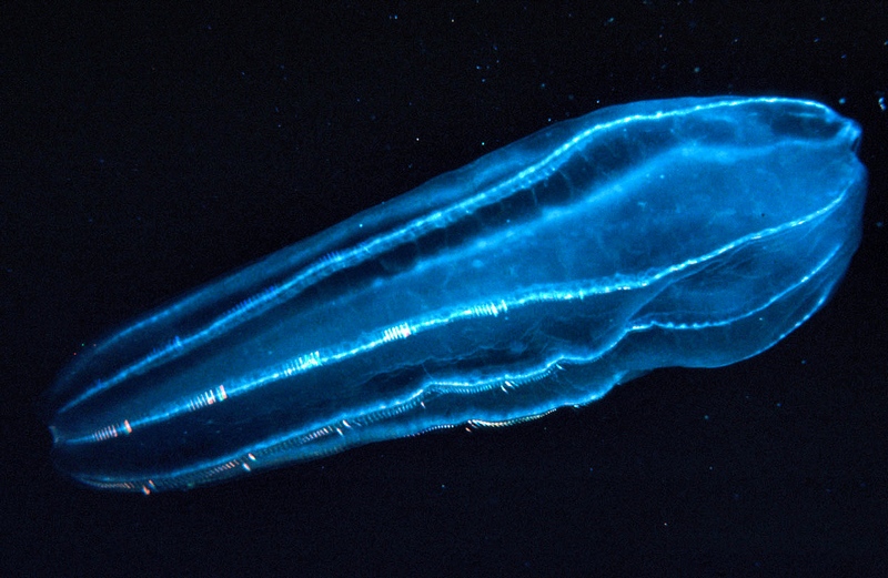 zooplancton bioluminescent